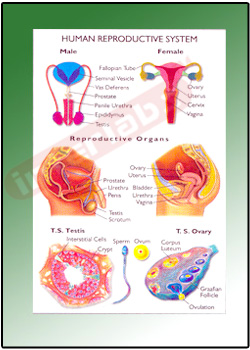 HUMAN REPRODUCTIVE SYSTEM